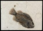 Cockerellites (Priscacara) Fossil Fish - Wyoming #51431-1